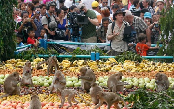 Festival Keren Khusus Untuk Hewan Peliharaanmu